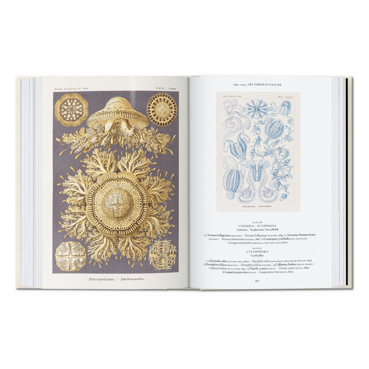 The Art and Science of Ernst Haeckel. 45th Ed. (English)