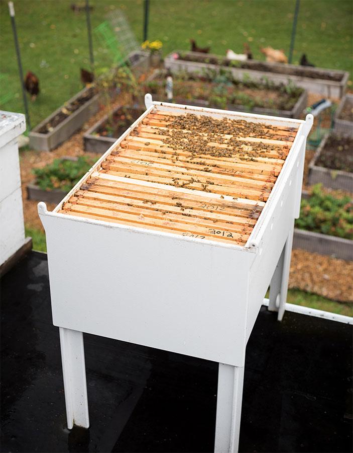 Bee Hive