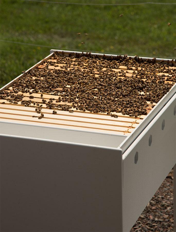 Bee Hive