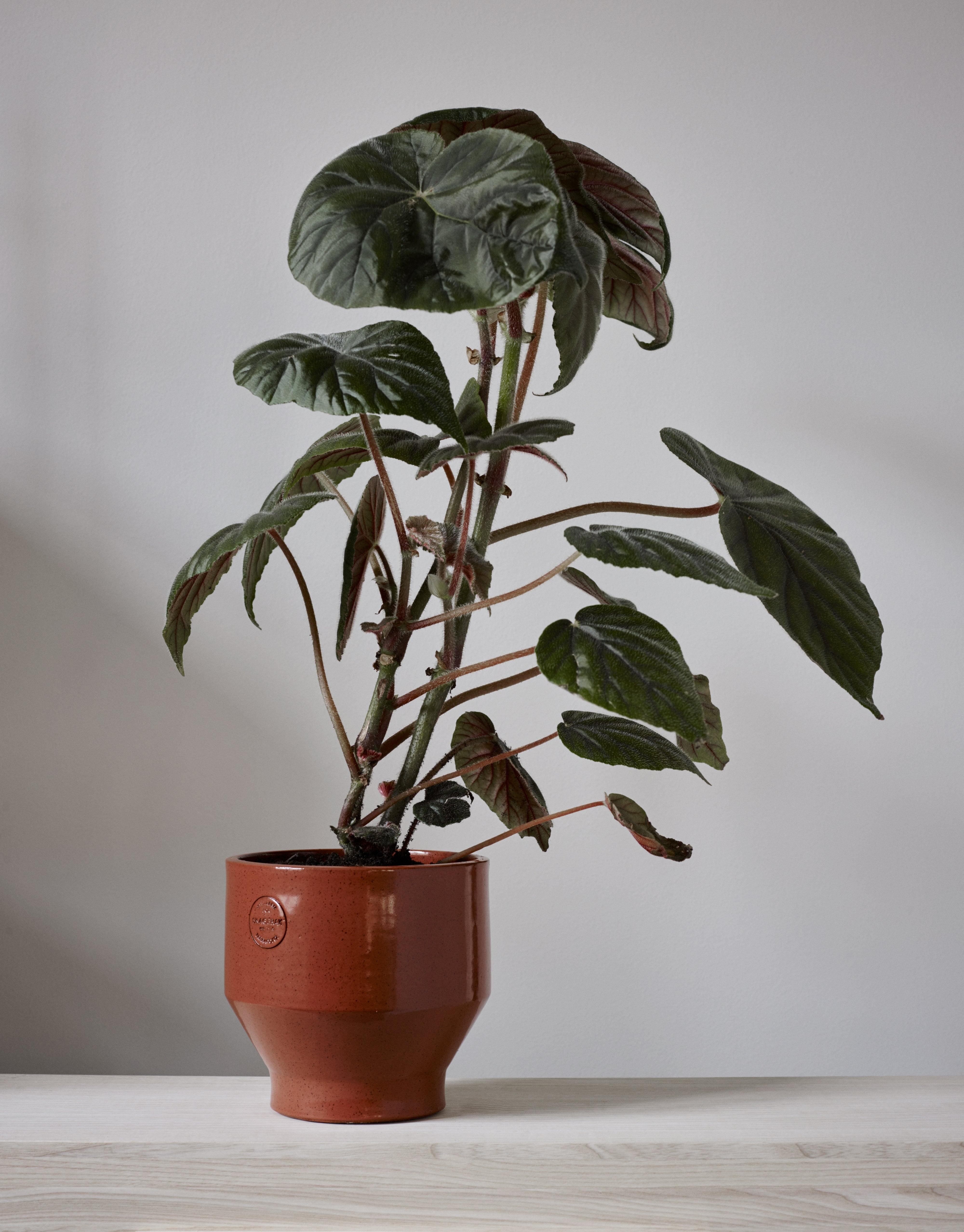 Edge Pot