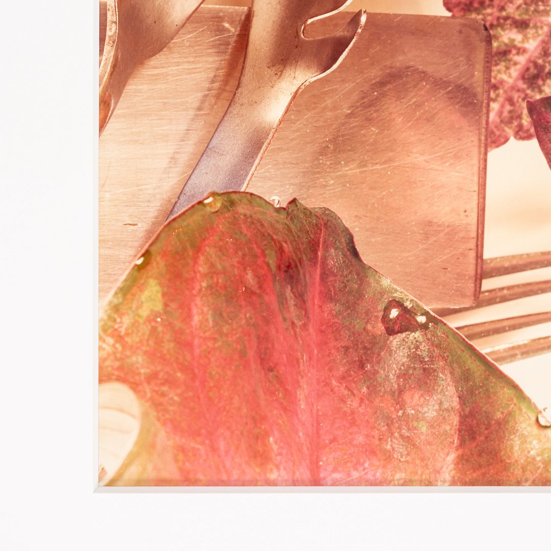 Still Life Photograph